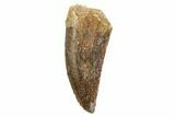 Serrated, Raptor Tooth - Real Dinosaur Tooth #208320-1